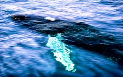 Baby Whale passed under our boat in Baja Calif. 3 beautif... by Manuel Parrish 